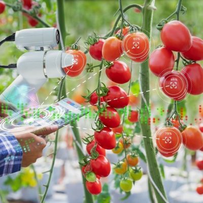 Farmer using digital tablet control robot to harvesting tomatoes in agriculture industry, Agriculture technology smart farm concept